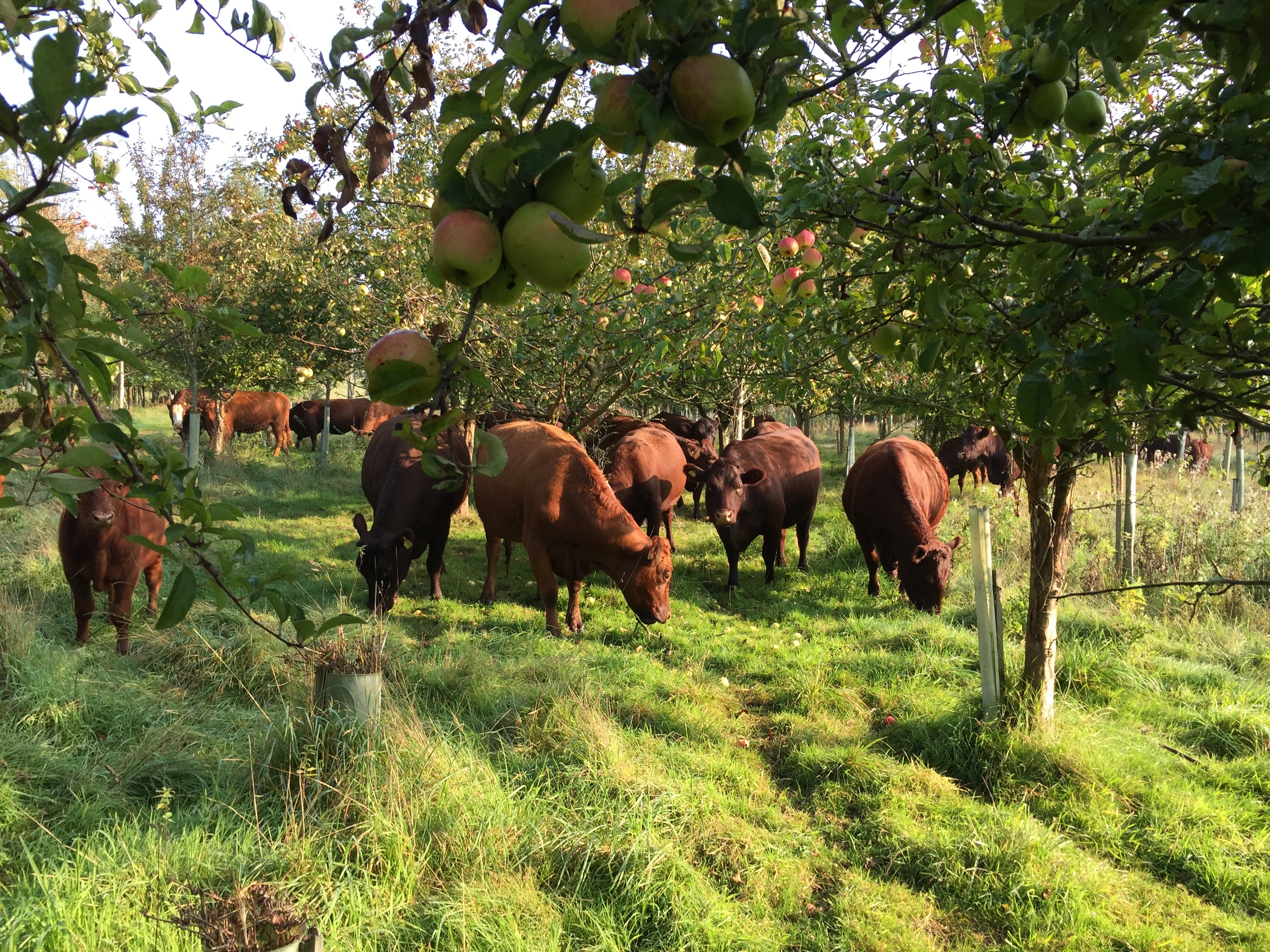 Cattle moving slowly through an apple orchard