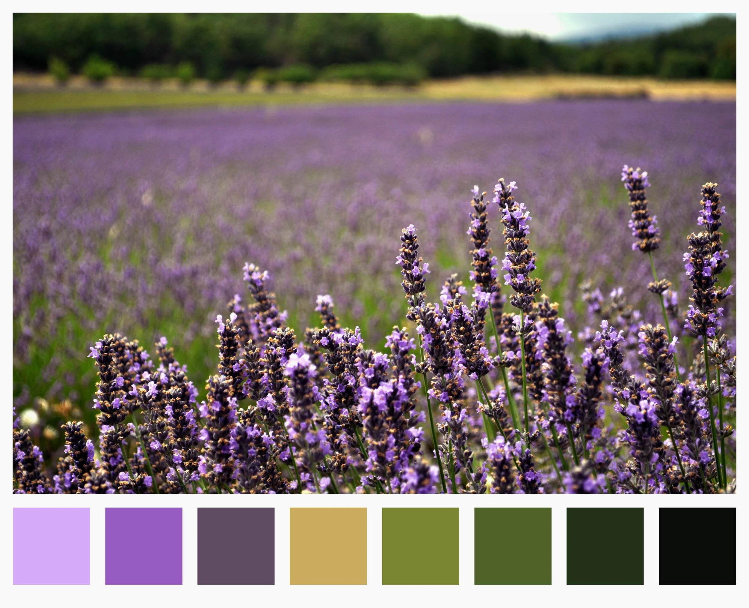 Lavender Palette