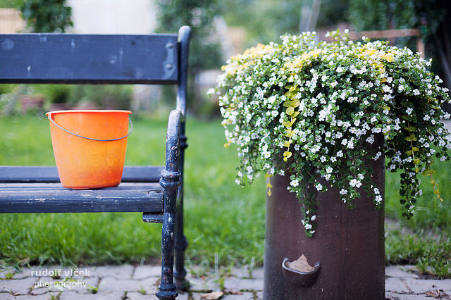 Add color to your Hudson Valley backyard