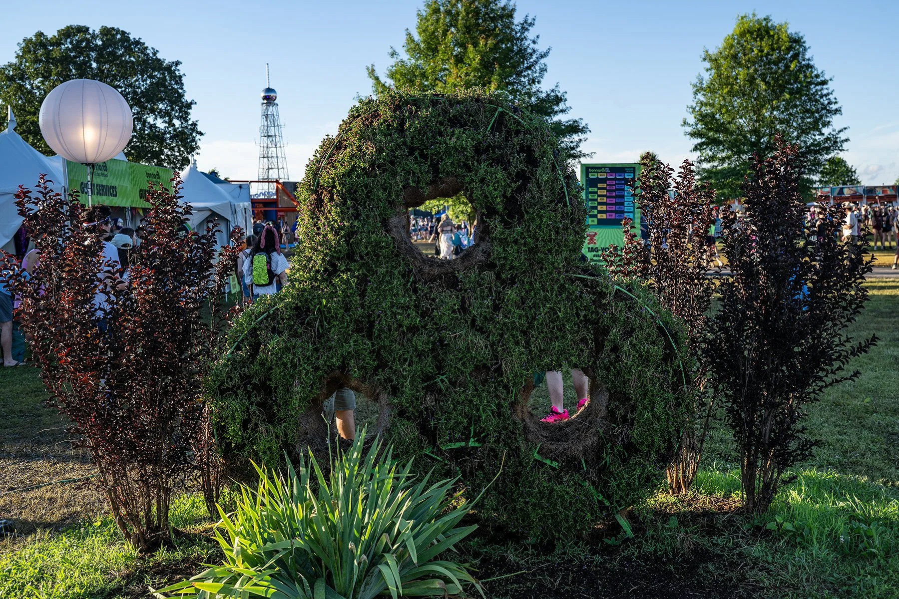rooshrub.jpg