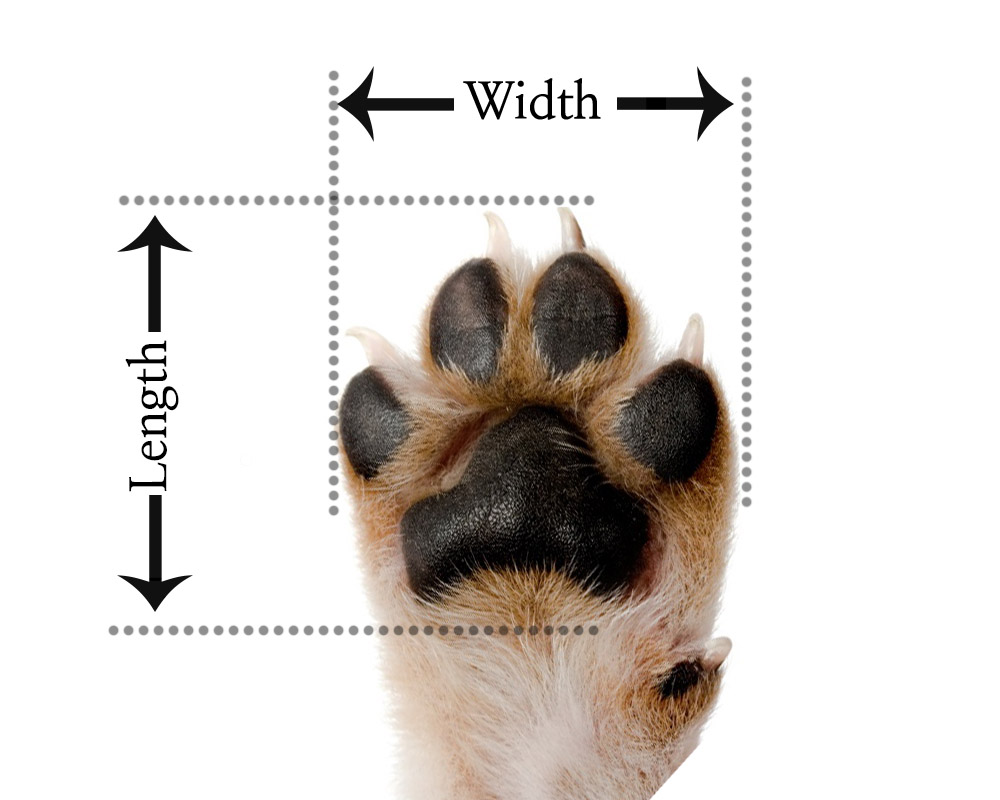 Pictorial Paw Size Chart