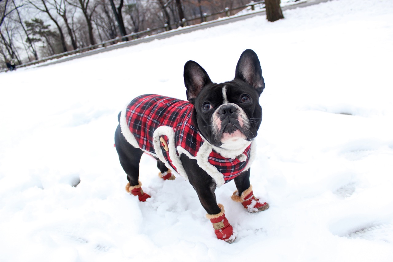 dog fur boots