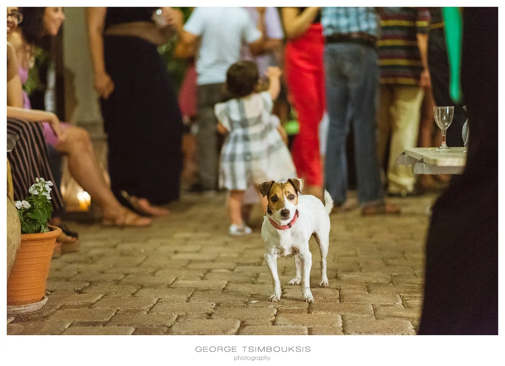 6_Wedding in Mystras_Prewedding Party dog looking.jpg