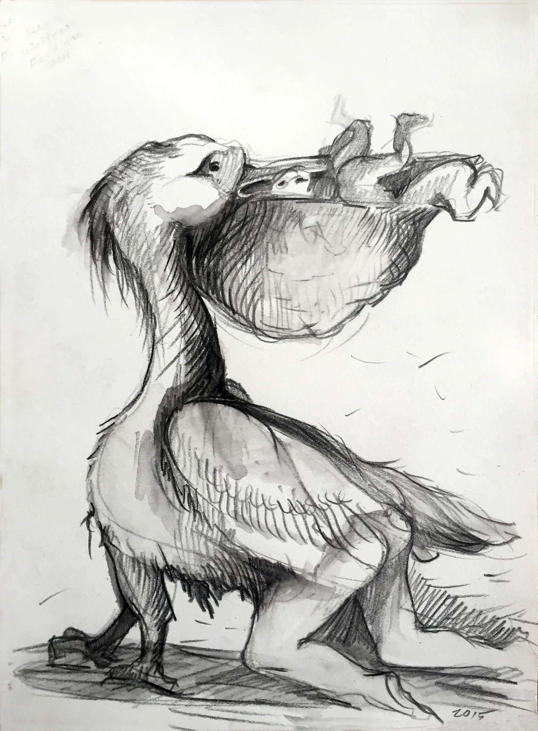 Pelican with Babies - 2015 - Graphite, Pastel on Paper, 6 x 8 in.