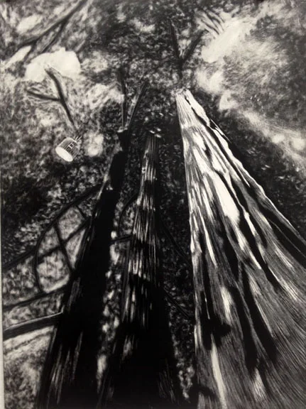 Student Work, Drawing, Scratchboard, 2014