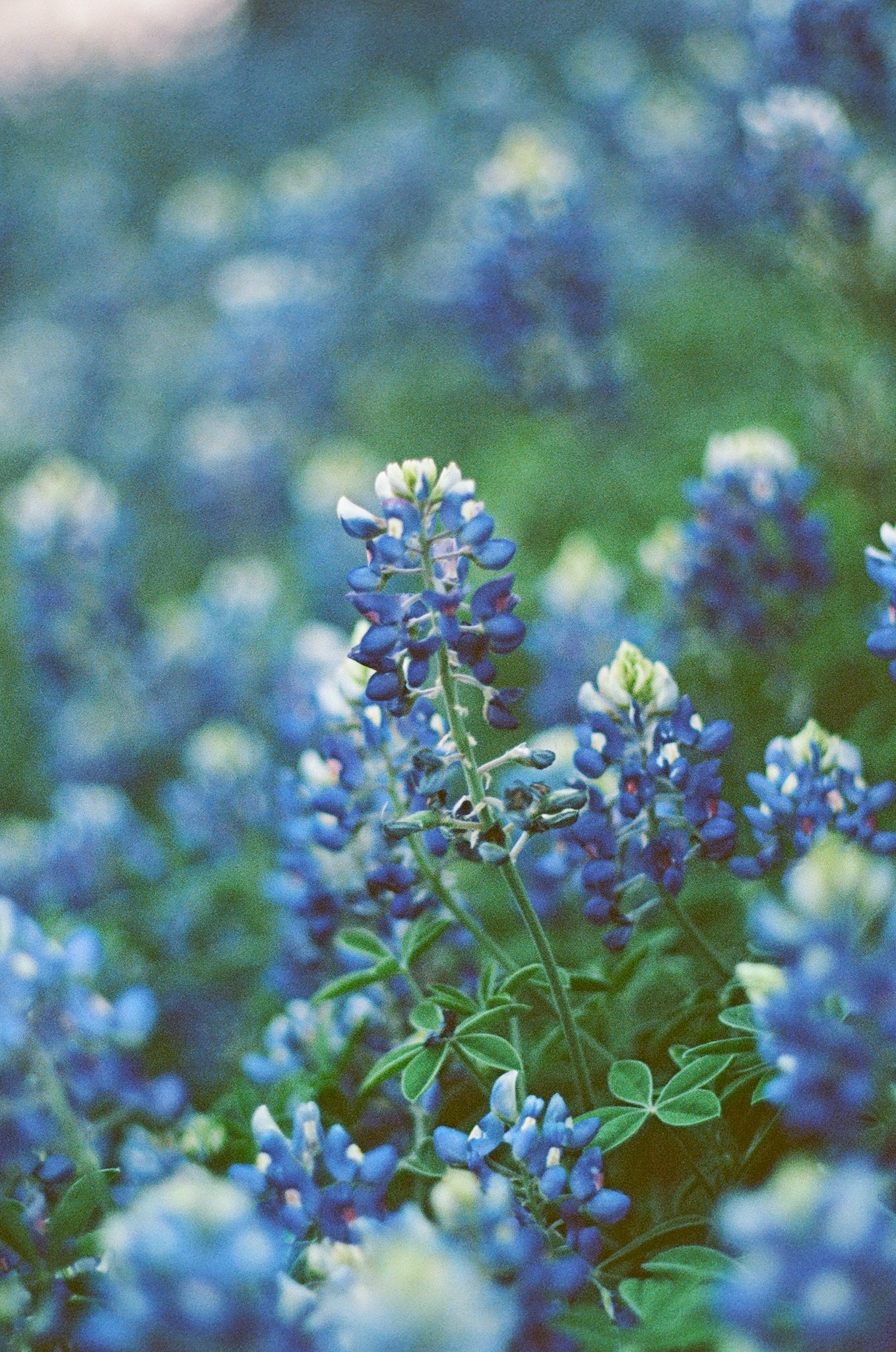 ErinCorrigan_Bluebonnet.jpg