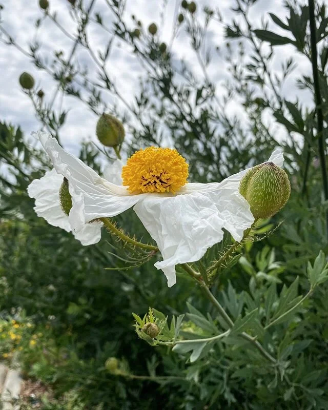 Fried egg flower aka matilija poppy aka my all-time favorite bloom. Because with all of the heaviness in the word right now, sometimes I just need to be reminded of the beauty that surrounds me. Sam couldn’t sleep last night due to said heavine