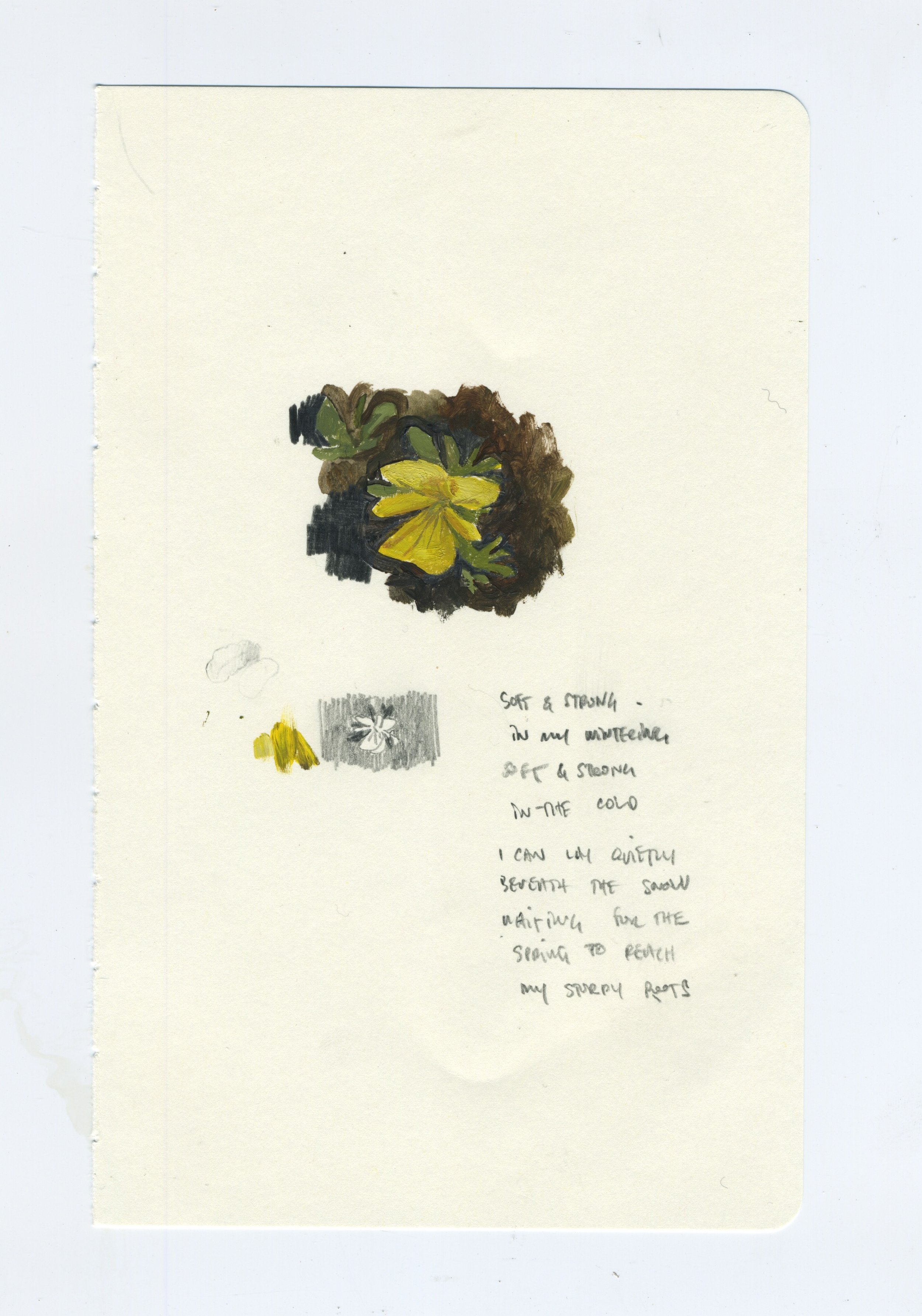 Notes from the Pansy Patch 09