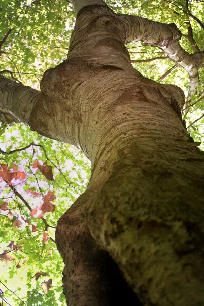 Tree Woman - Final Edit.jpg