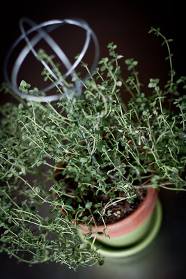 quiche+thyme.jpg