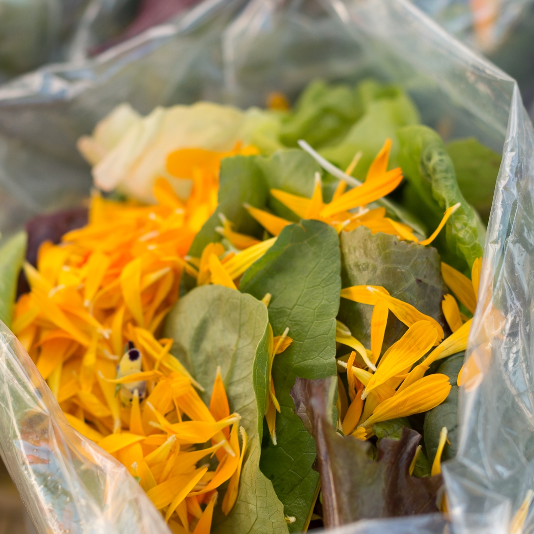 lettuce and petals.jpg