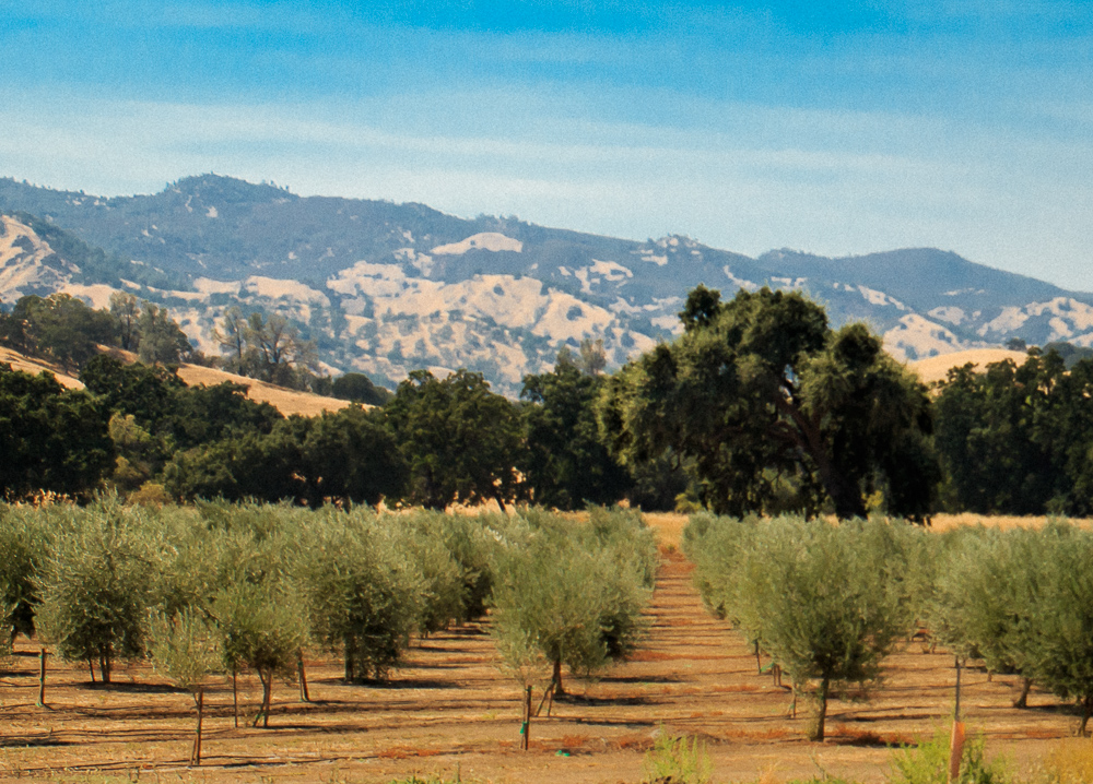 Olive Groves