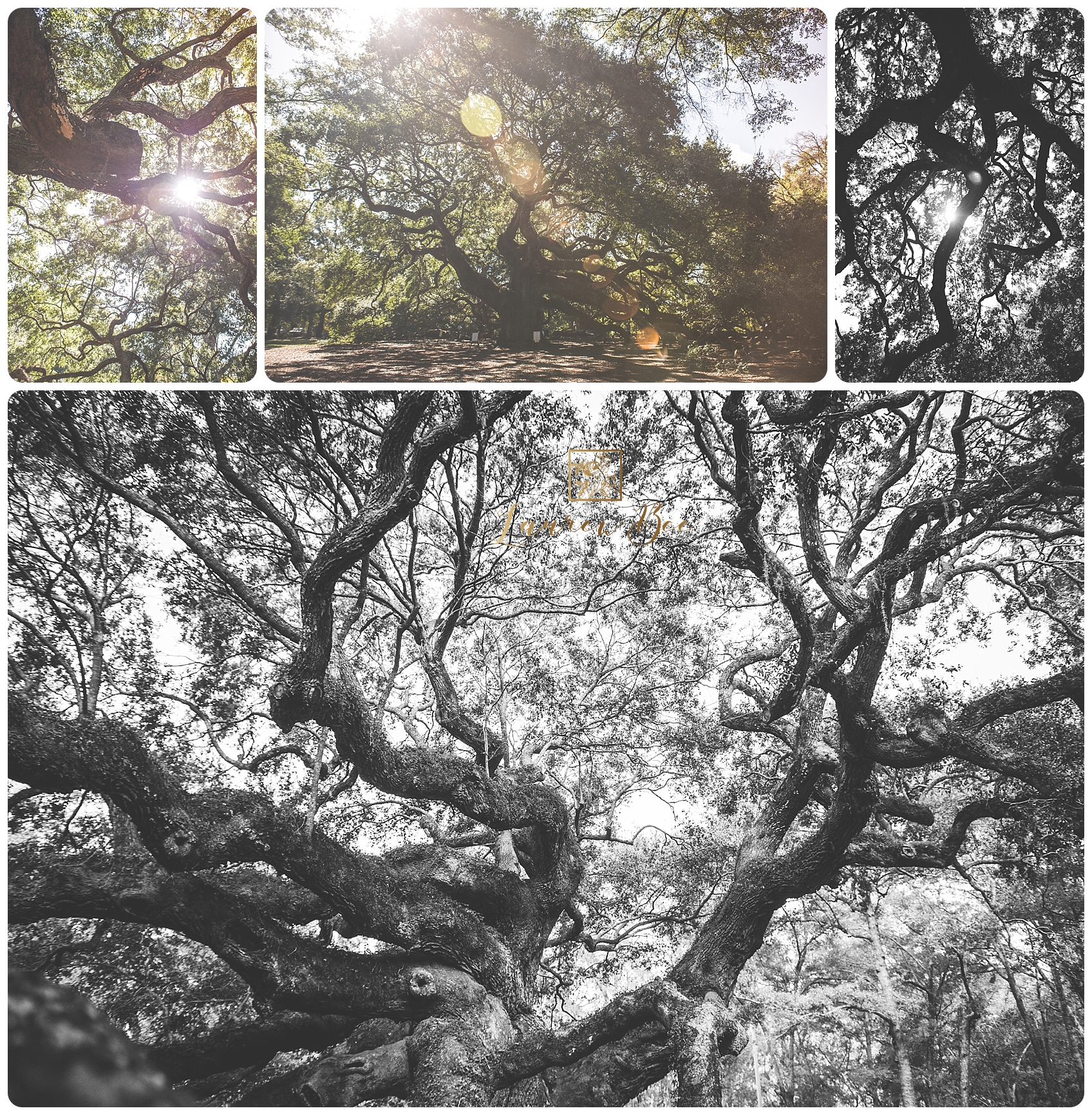 Charleston-10.jpg