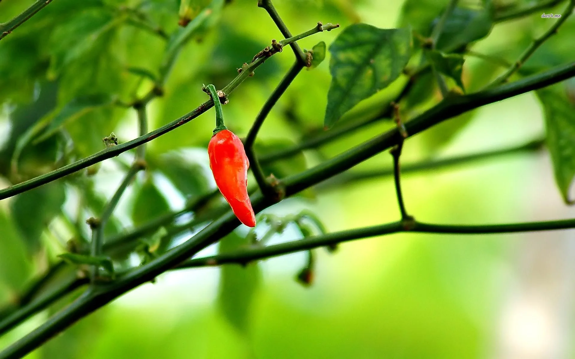 chili2.jpg