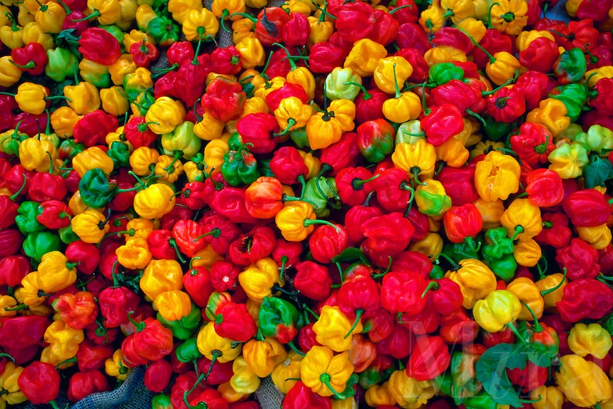 chili1.jpg