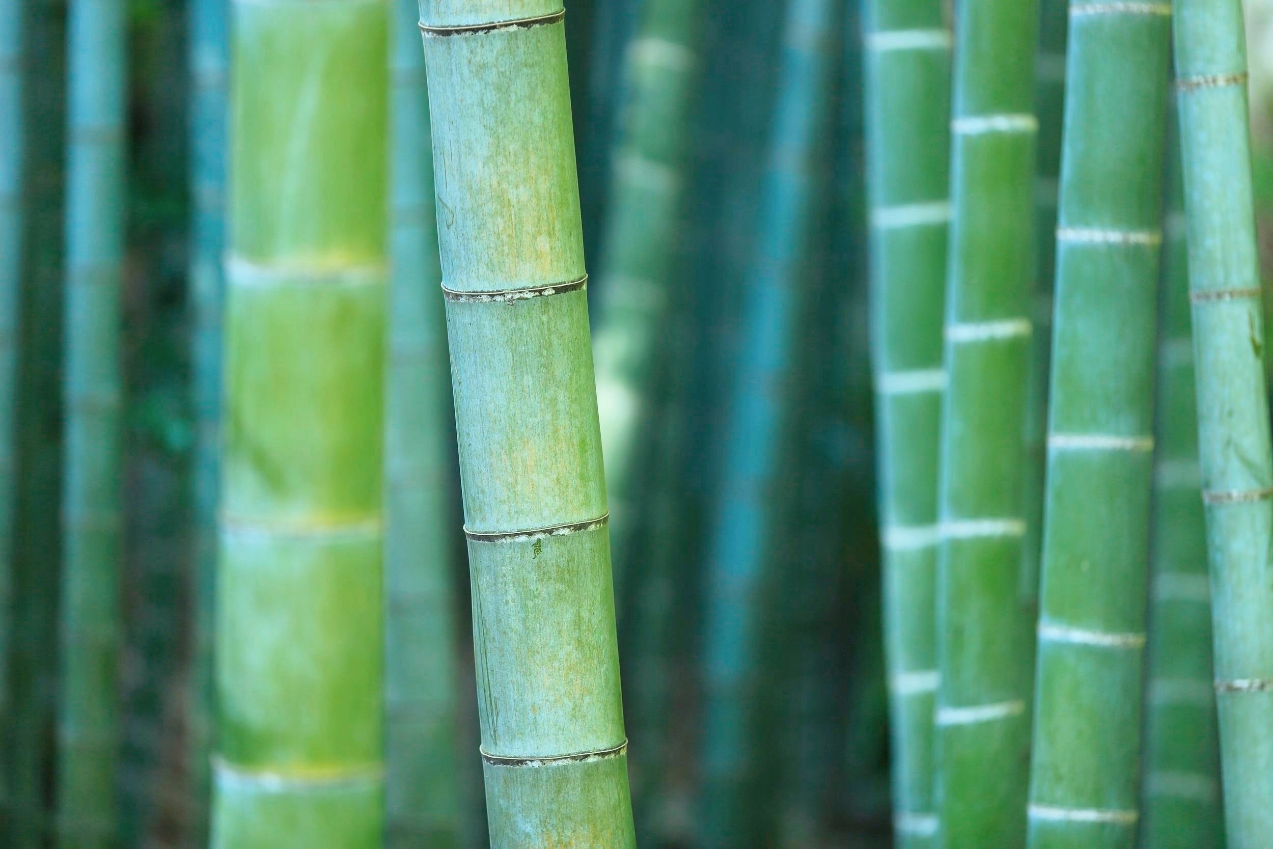 bamboo.jpg