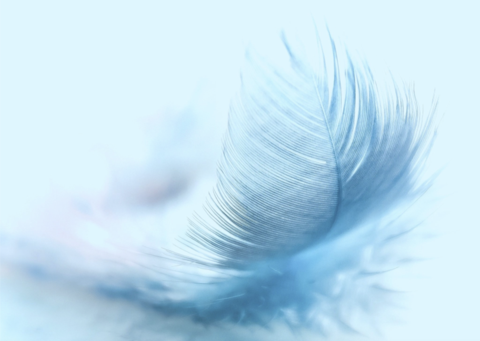 Feather-2.png