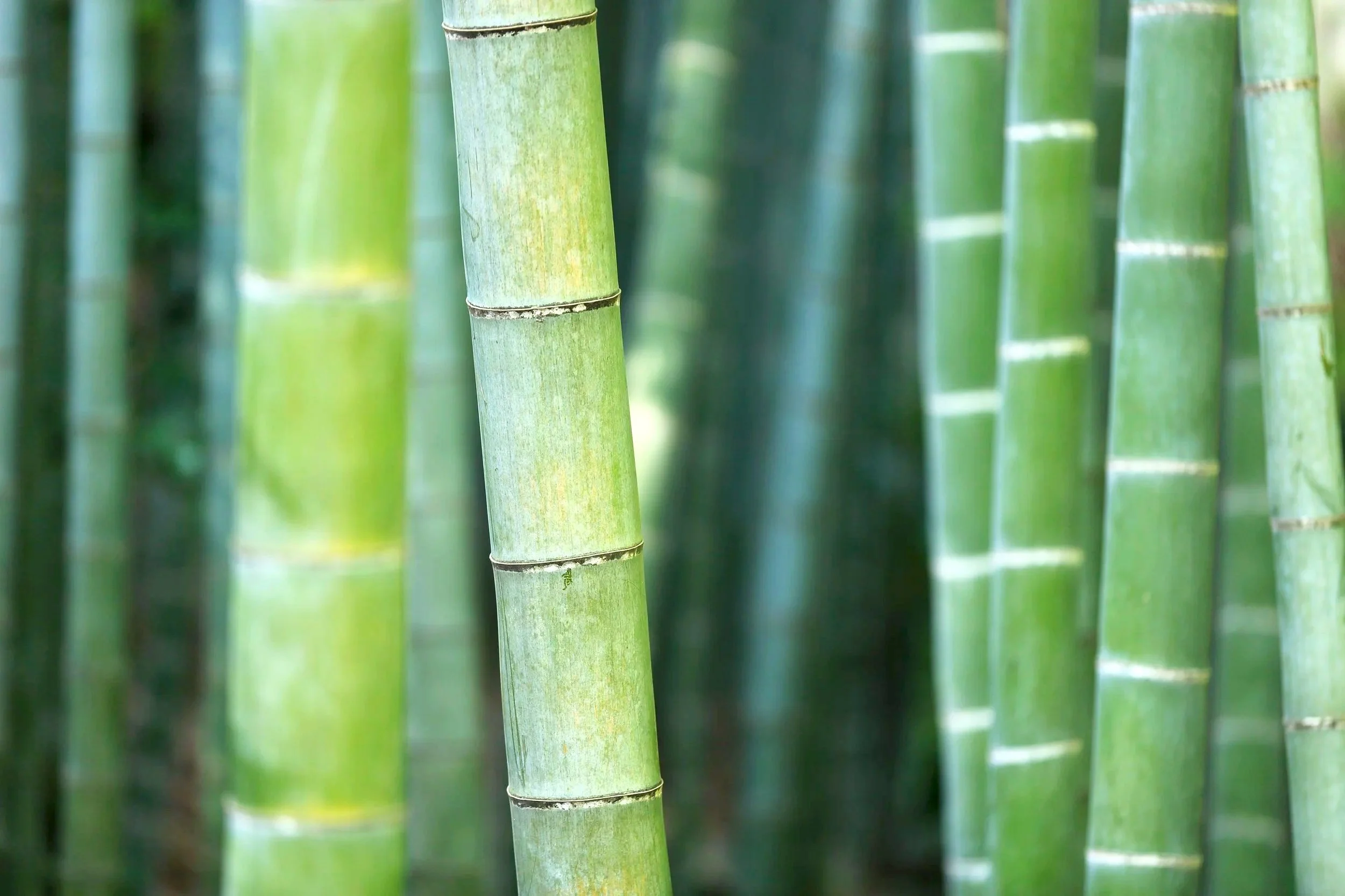 bamboo.jpg