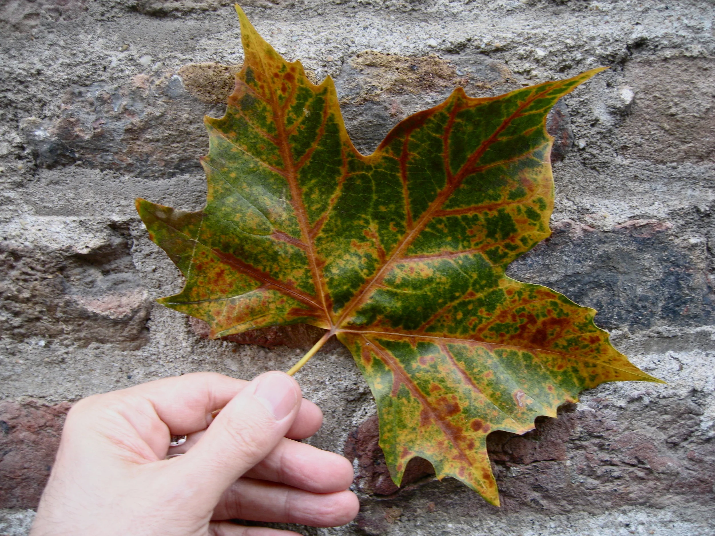 leaf maastricht.JPG