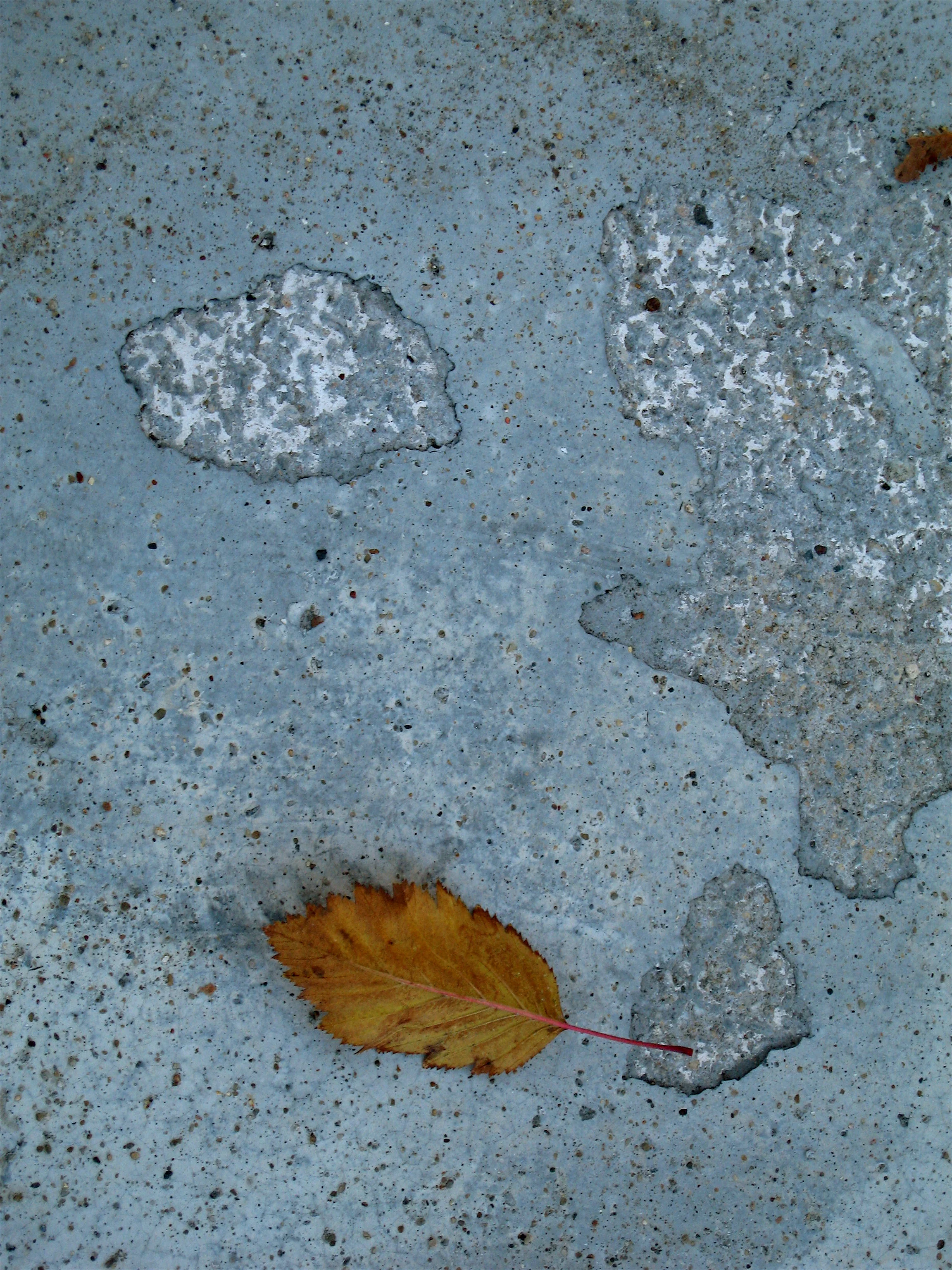 Leaves on sidewalk , Grant Park, Chicago, October 2008