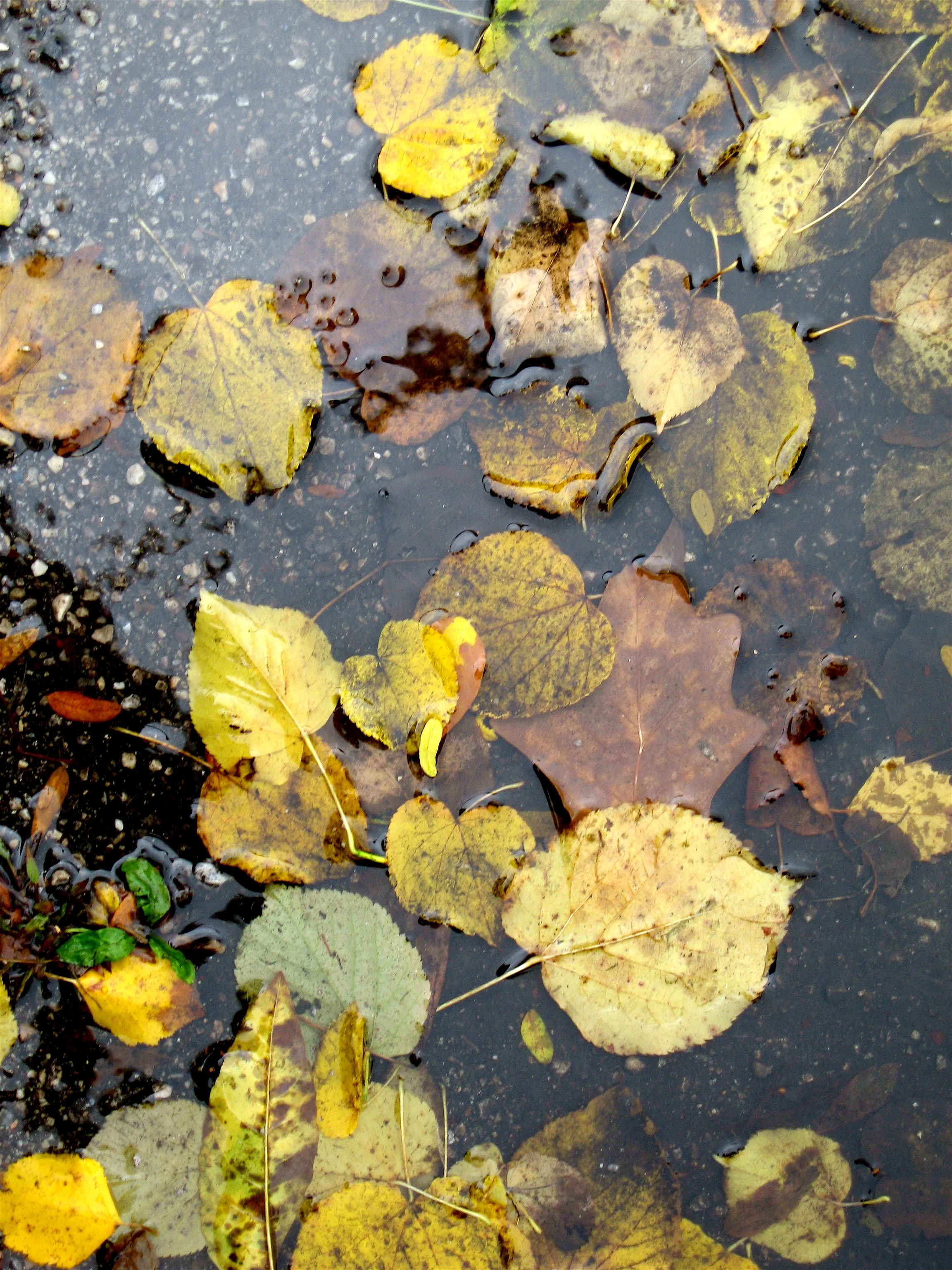 Leaves in a puddle , Chicago, October 2009