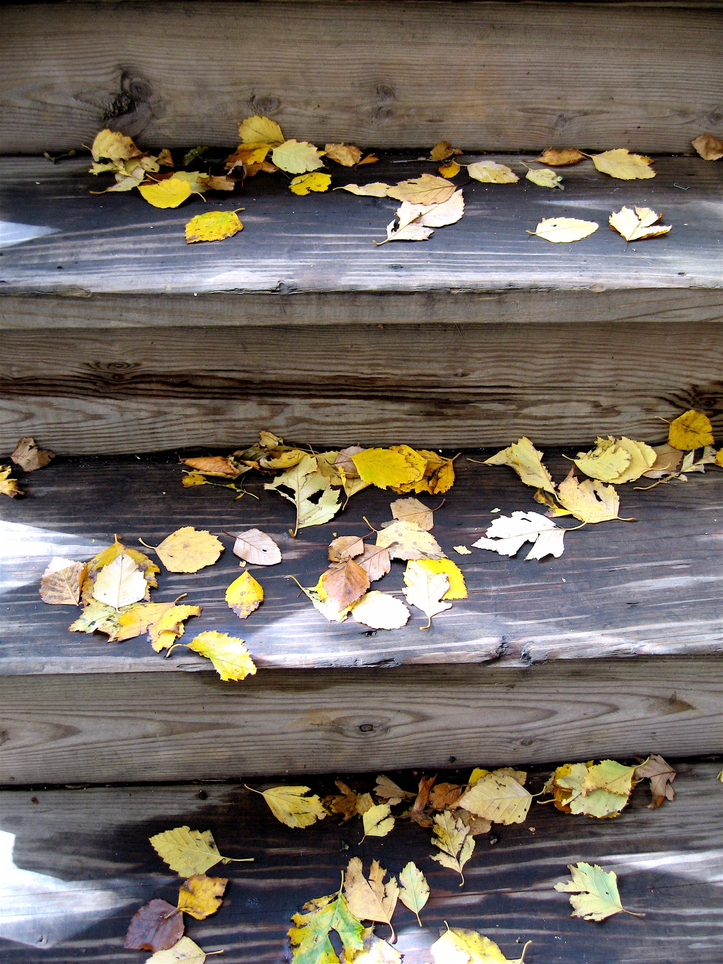 Leaves on the stairs (1), Chicago, October 2009