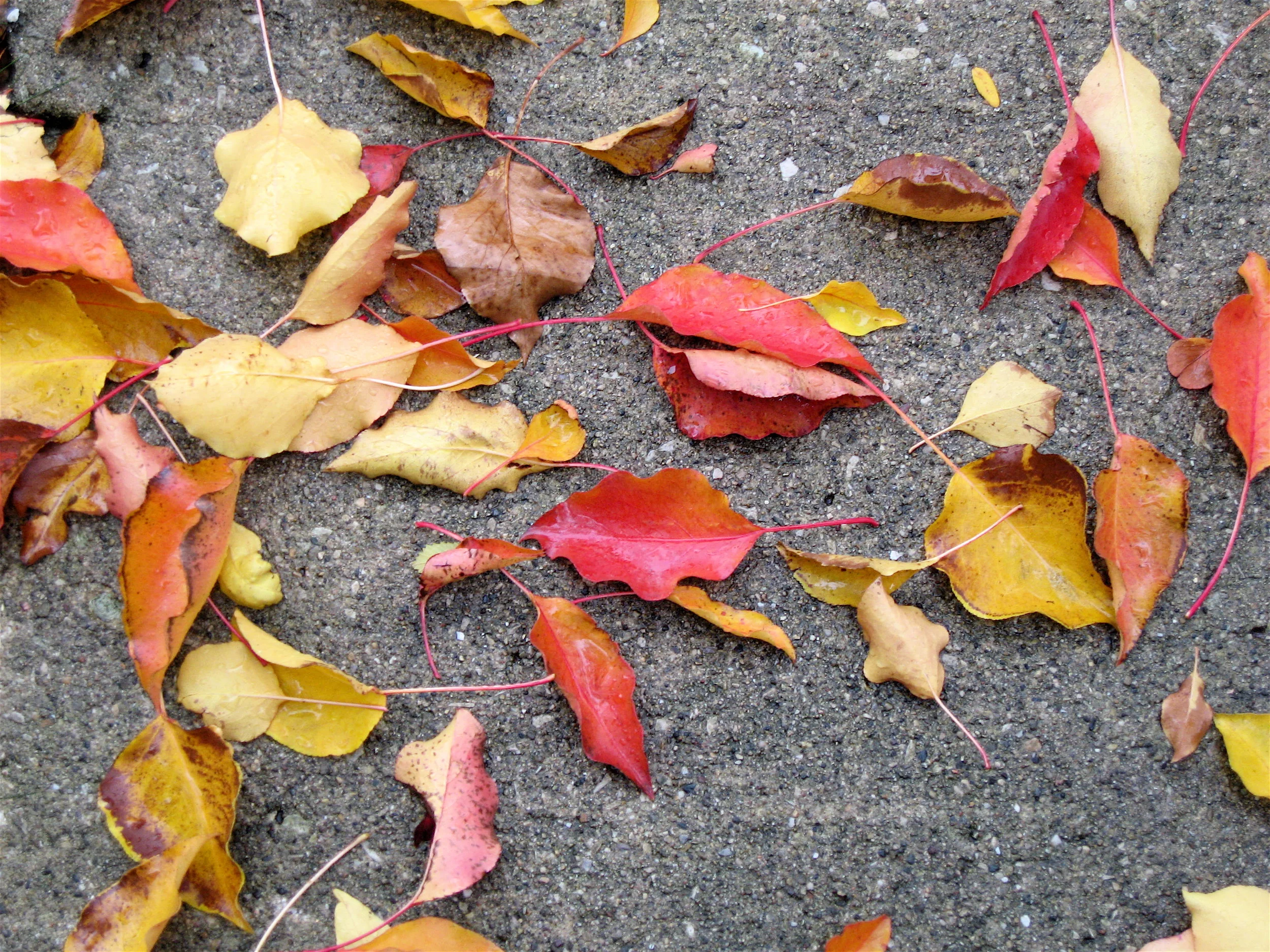 Leaves on the sidewalk, Chicago, October 2012