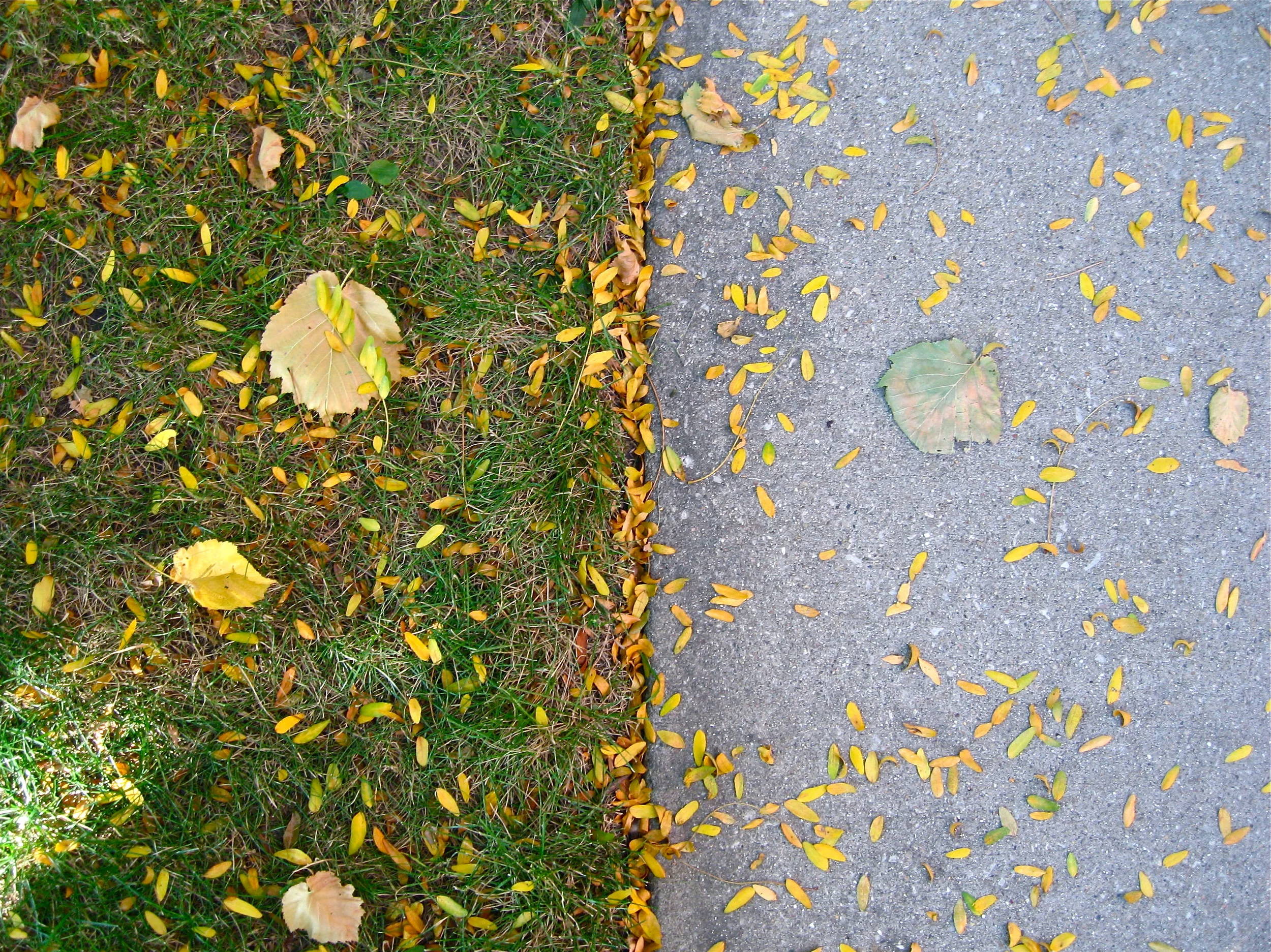 Parallel leaves , Chicago, October 2014