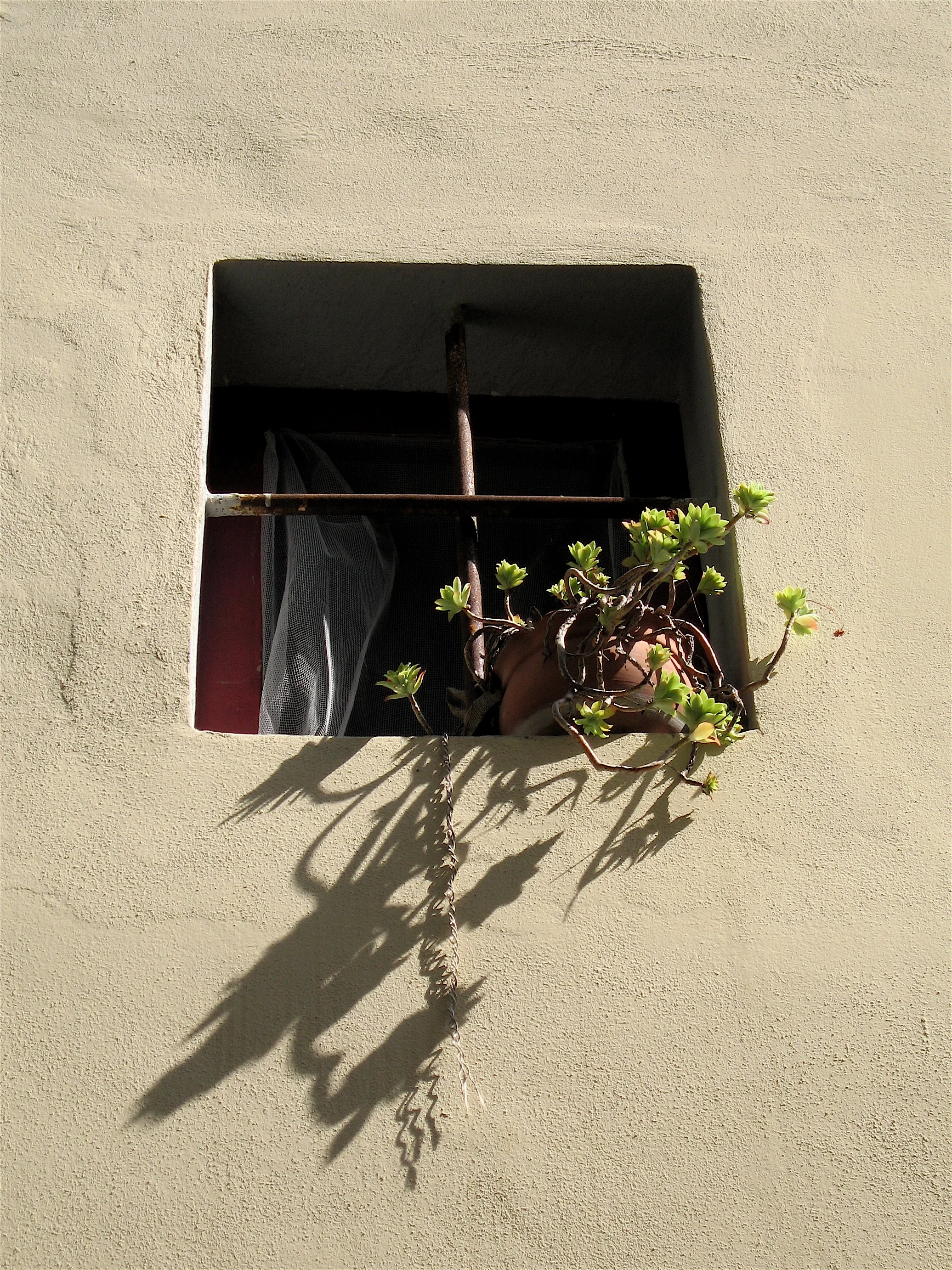 Plant in a window