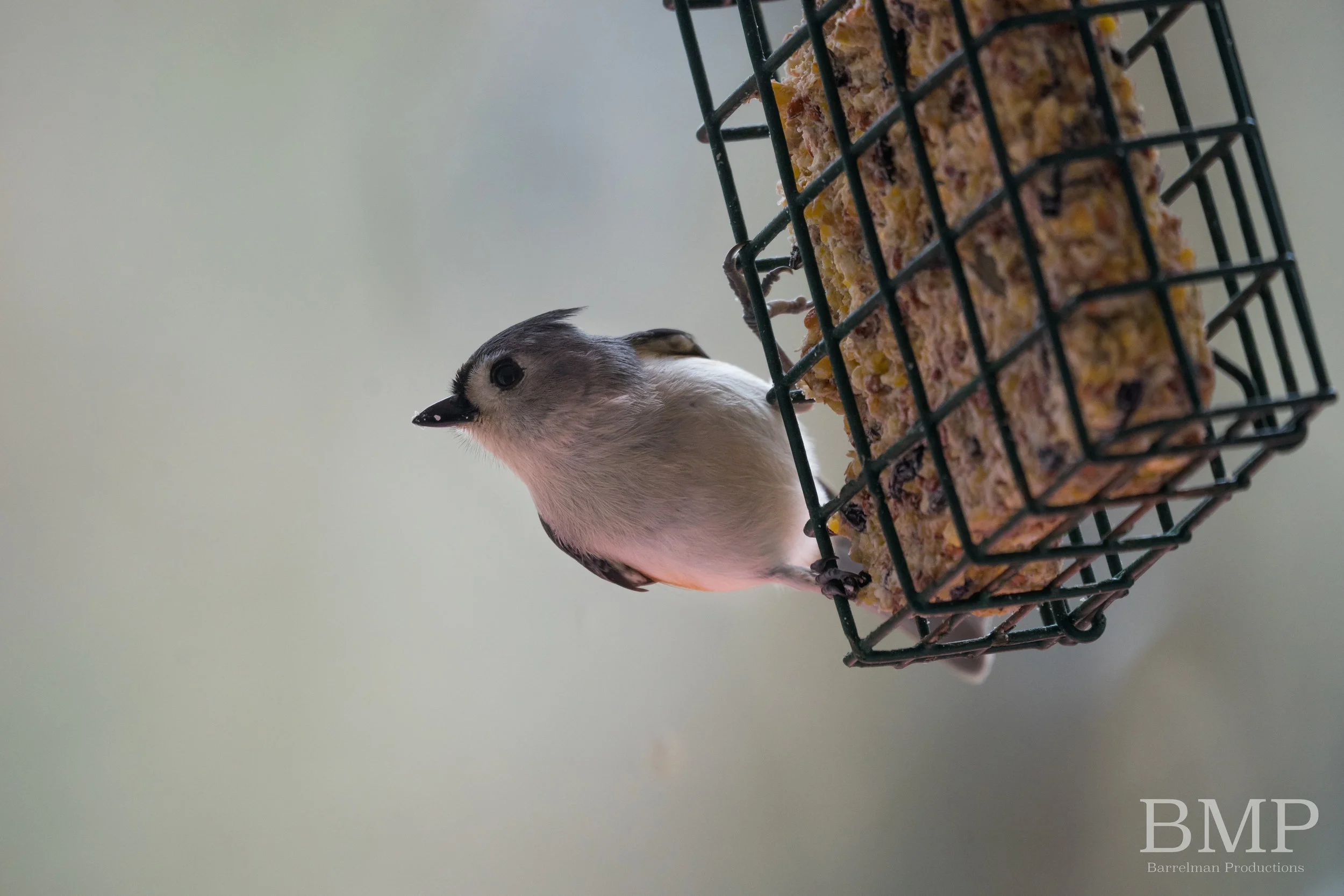 Tufted Titmouse - Athens, GA