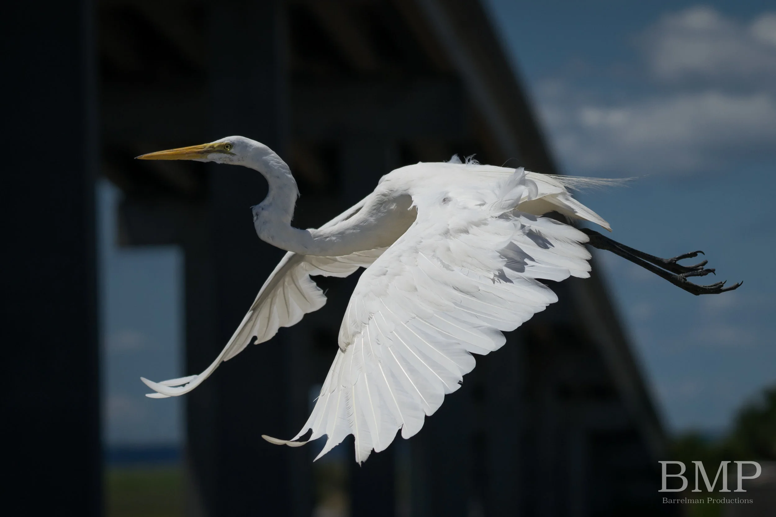 Great Egret in flight - Jekyll Island, GA