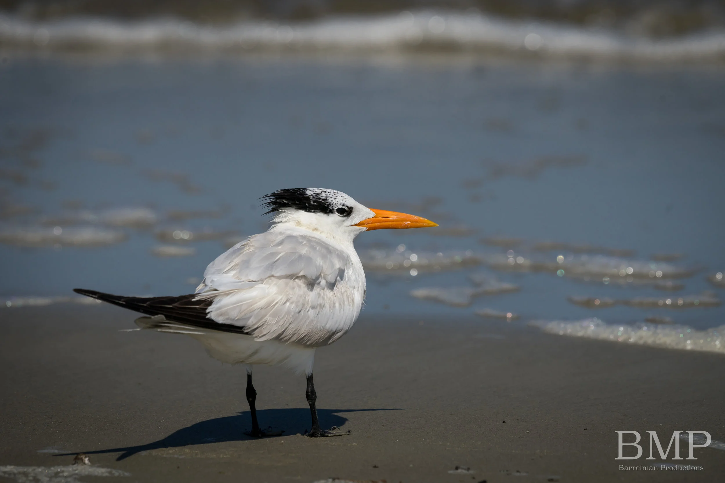 Royal Tern - Jekyll Island, GA