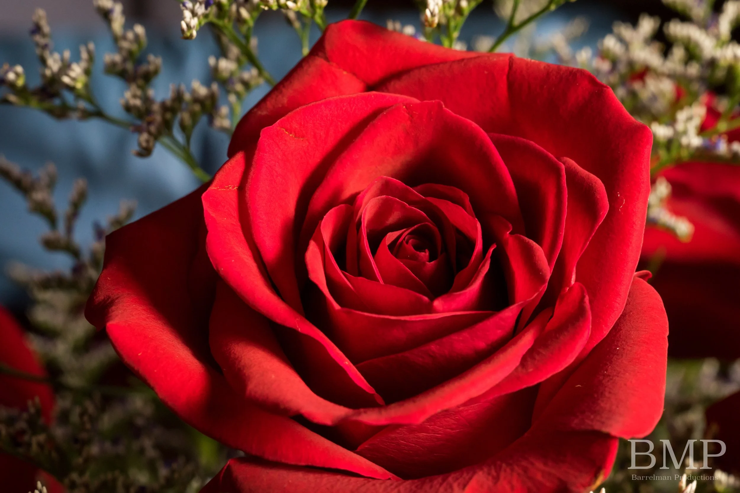 BMP-18.Macro.Rose-4.jpg