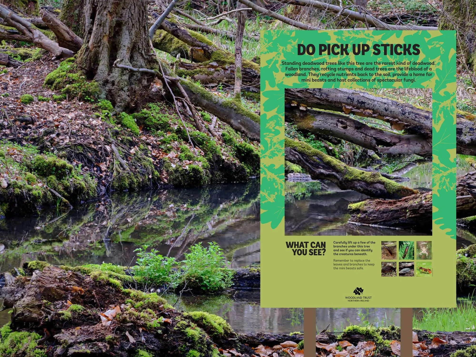 Mourne Park Wood Trail example