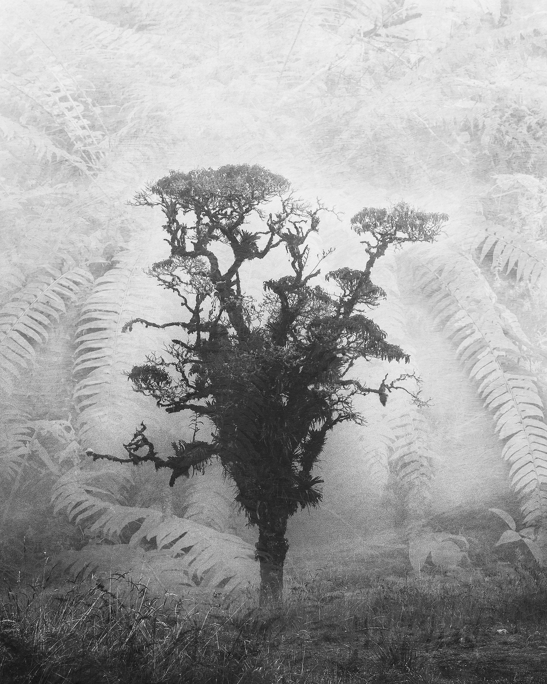 Fern Forest