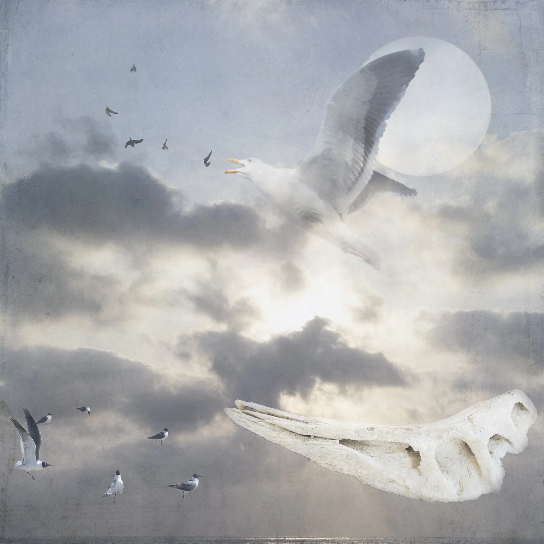 All Gulls Go to Heaven