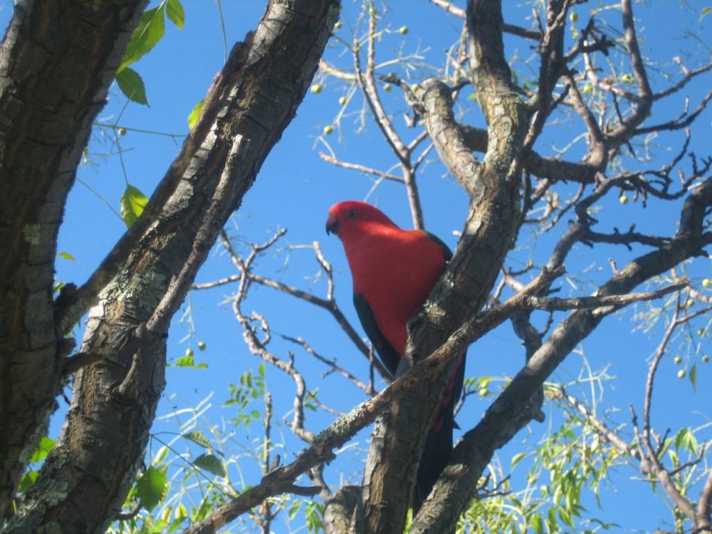 Flyfaire Wines Biosphere Red Bird.jpg