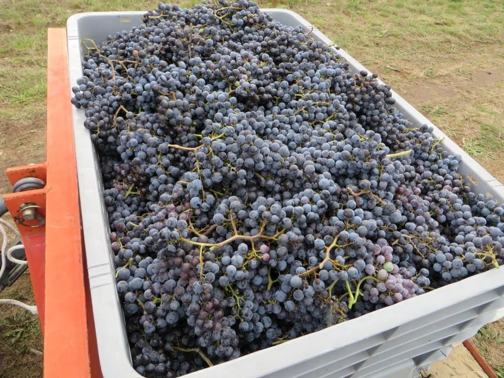 Autumn Newsletter - 2014