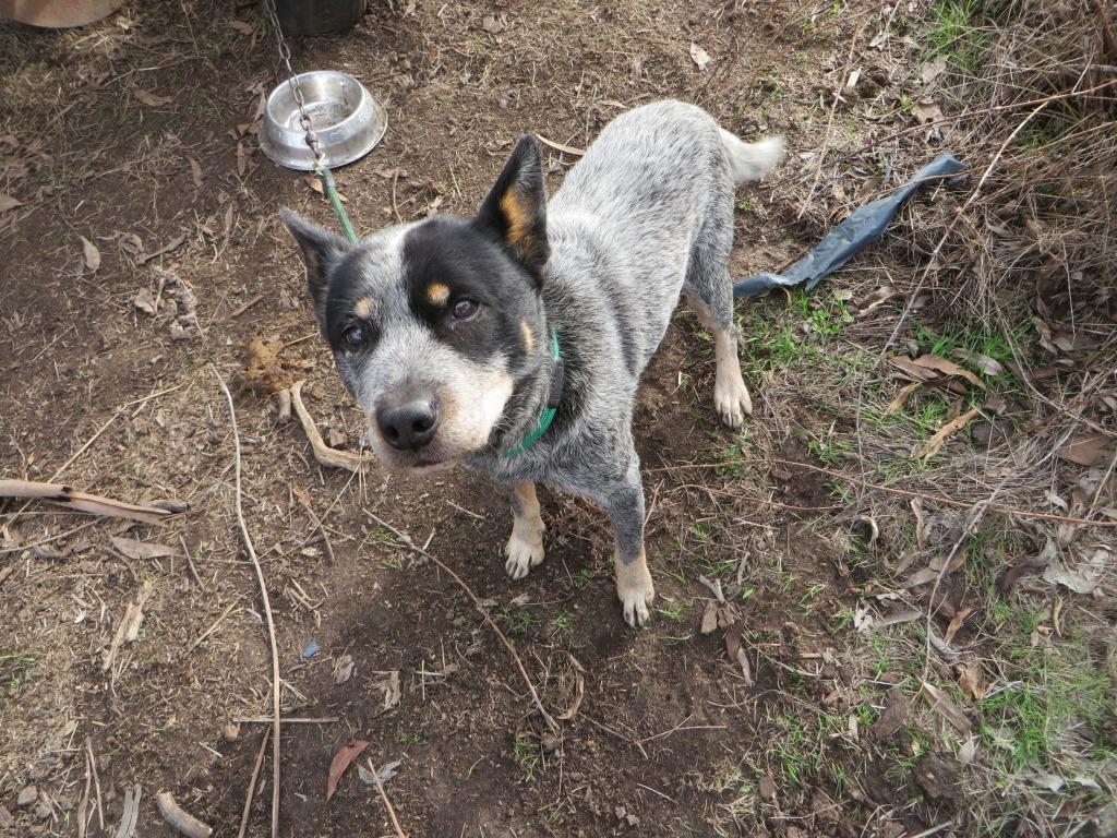 Luna, the Stray Blue Heeler