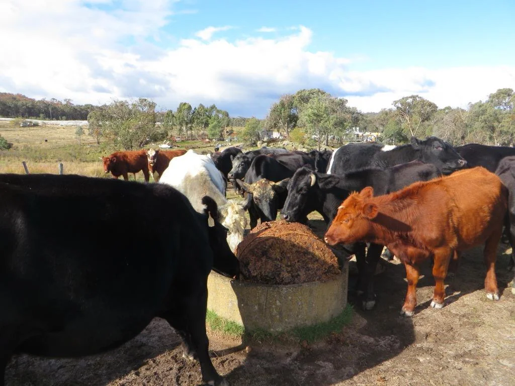 Sweet Riesling Cake - Left Over Riesling Grapes 