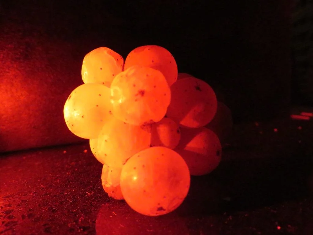 Vintage 2015 - Sweet Riesling Grapes - Late Picked Riesling