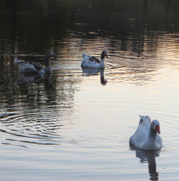 Honk-Honk the Goose's new Friends