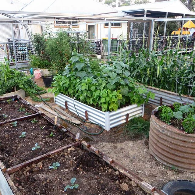Summer organic veggies are looking tasty! #flyfairewinery #corn #tomatoes #veggiegarden#grapevines #summer #cellardoors #cellardoorveggiepatch #veggiepatch 🍅🌽🍇