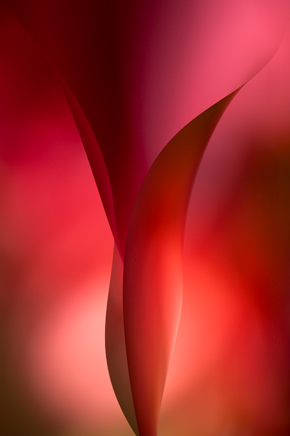 Emergence ©Kathy Beal