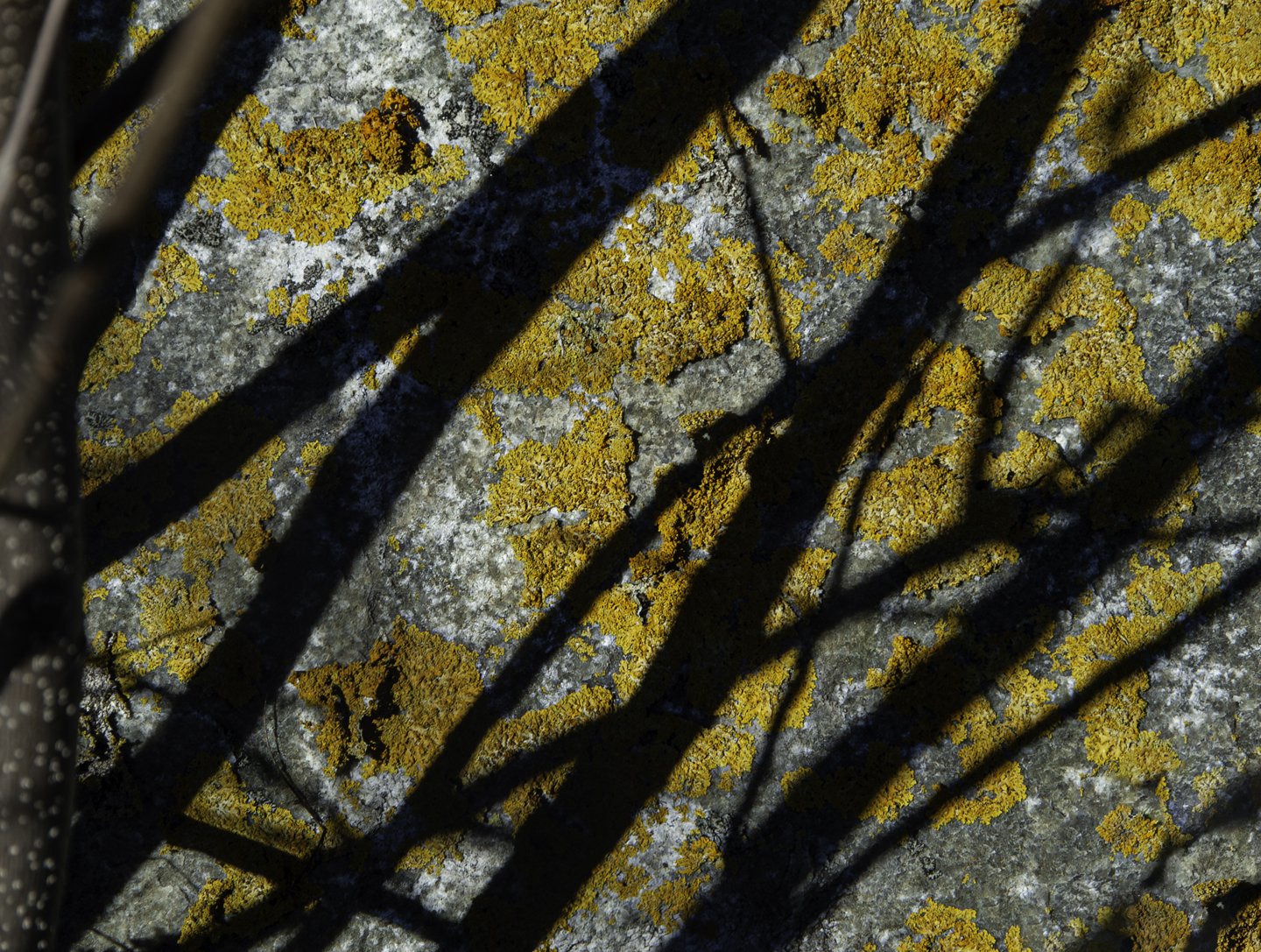 DSC_0053a.jpg