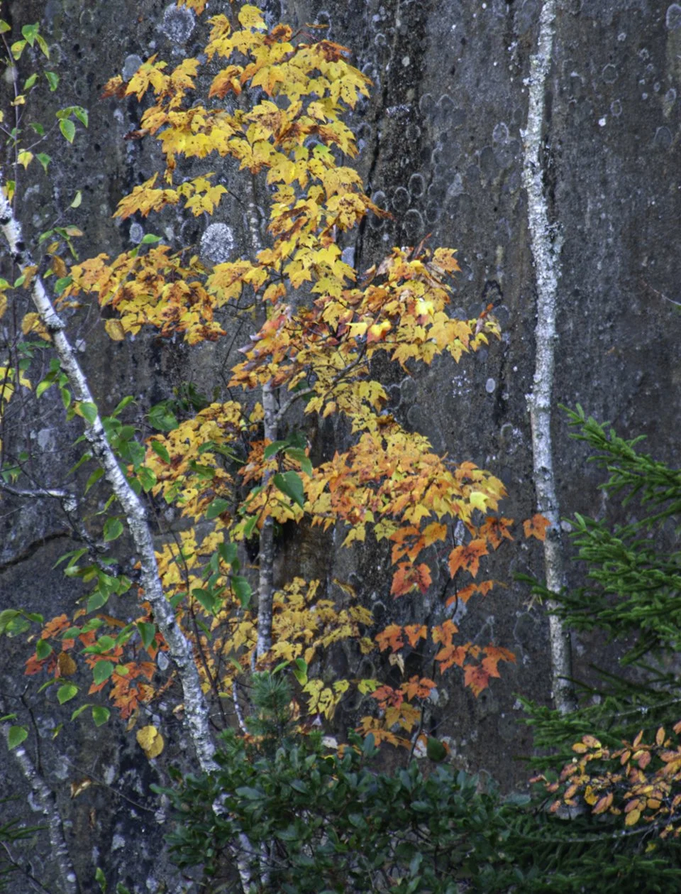 DSC_0063a.jpg
