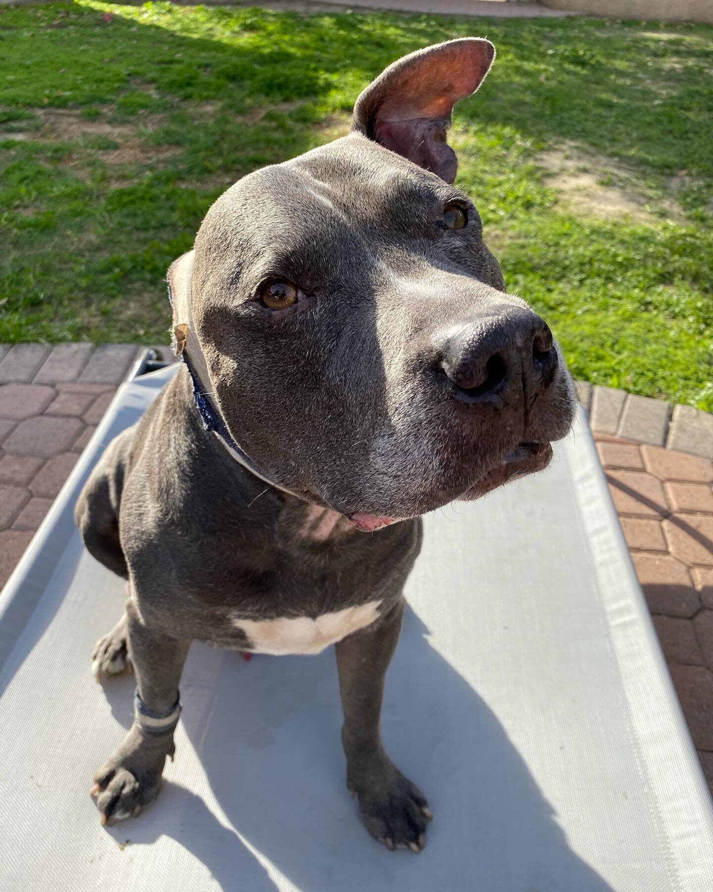 This is Duke, day 6 after surgery. He still has his ear 👂, no worries folks. He caught a small ear infection a couple weeks back but because the vet is packed (I called like 10 different places) they wouldn&rsquo;t see him right away because it wasn