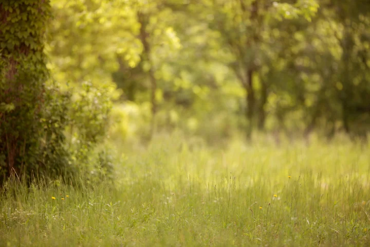 Field by the river.jpg