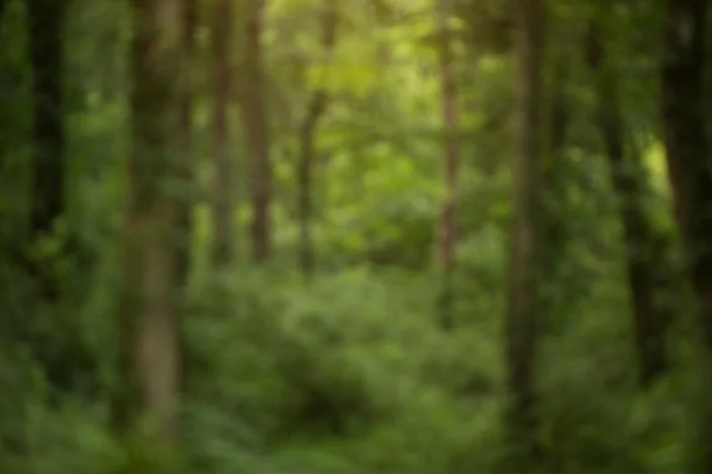 Close up_forest.jpg