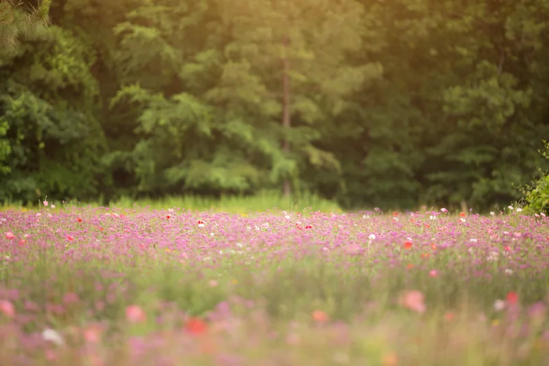 Flowers in the woods.jpg